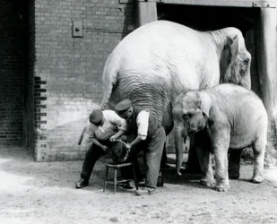 Baby-Indischer Elefant und erwachsene weibliche Indische Elefantin Assam Lukhi, die mit dem Wärter Charles Eyles ihre Füße im London Zoo, September 1923, getrimmt bekommt